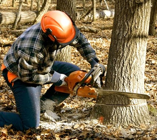 Tree Removal in Black Hawk, SD
